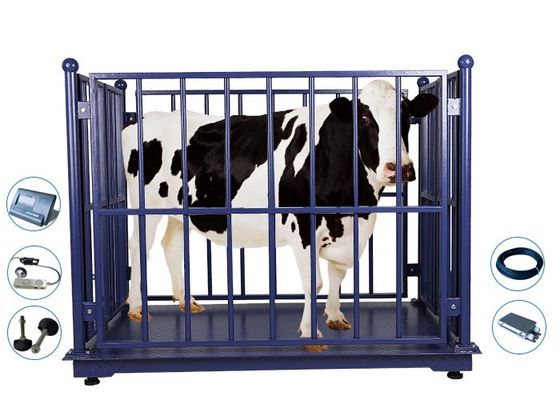 جودة  2M Livestock Weighing Scales , 2000Kg Cow Weight Machine مصنع